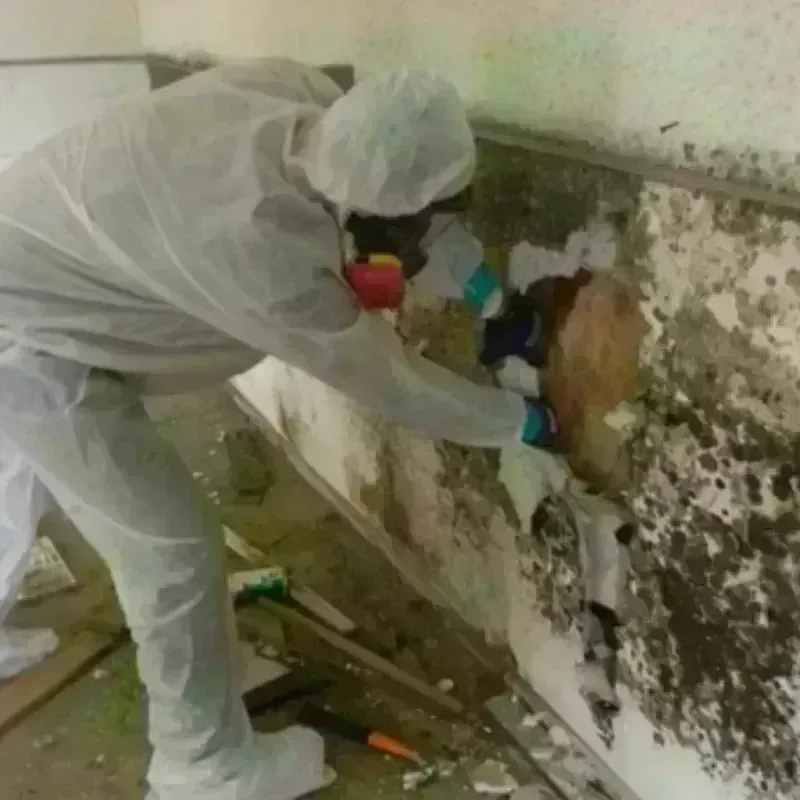 Mold Remediation and Removal in Alexandria, AL